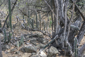 Cactus park