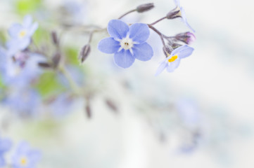 Forget-me-not flower background, horizontal, nice blue color.