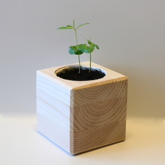 Small sprout in a wooden pot