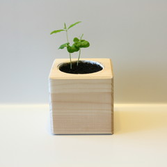 Small sprout in a wooden pot