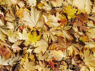 autumn leaves