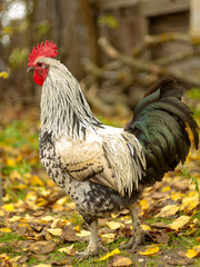Rooster at autumn