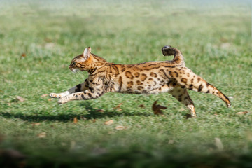 Bengal Cat running