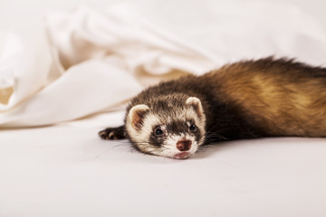 furet gros plan