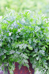 Young parsley leaves