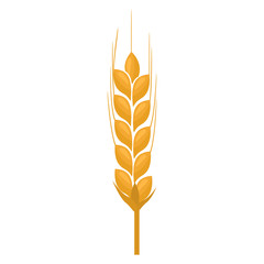 Wheat spike yellow isolated on white background. Ear organic with flat and solid color design. Vector Illustration