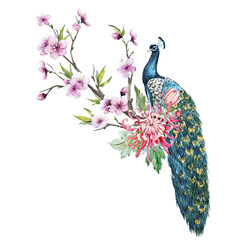Naklejki  Watercolor peacock with flowers