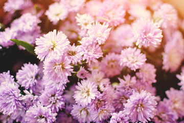 Hipster chrysanthemum purple background soft focus