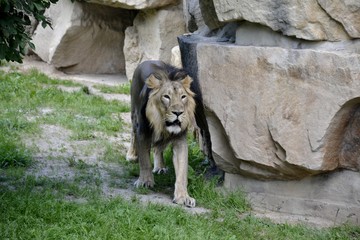 Portrait of a wild asiatic lion