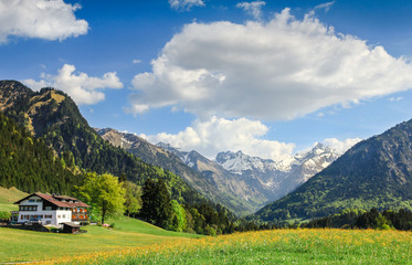 Flower meadow and snow covered mountains in spring.