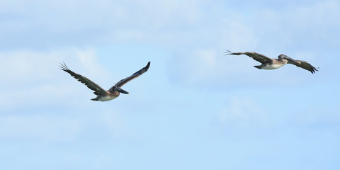 Pélican