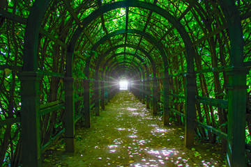 ray of the sun. light in the dark tunnel of climbing vine leaves