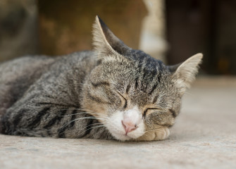Obraz na płótnie Canvas Thai cat sleeping