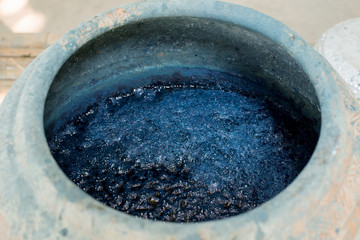 Indigofera tinctoria in fermenter