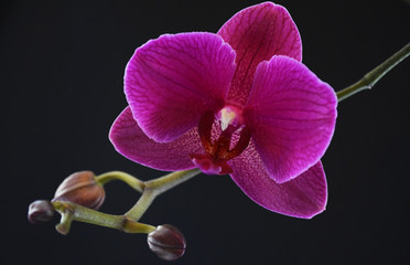 Obraz premium Orchid flower
