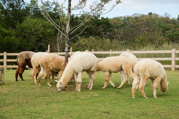 Obraz na płótnie Canvas Alpaca (Vicugna pacos) 