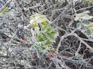 Hagebuttenstrauch mit Frost