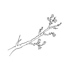 Isolated sketch of branch with flower buds isolated on white background.