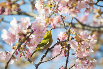 Mejiro, also called Japanese white-eye, and flowers of Kawazuzakura which is one of subspecies of cherry trees.
