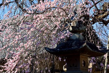Japanese weeping plum tree in blossoms