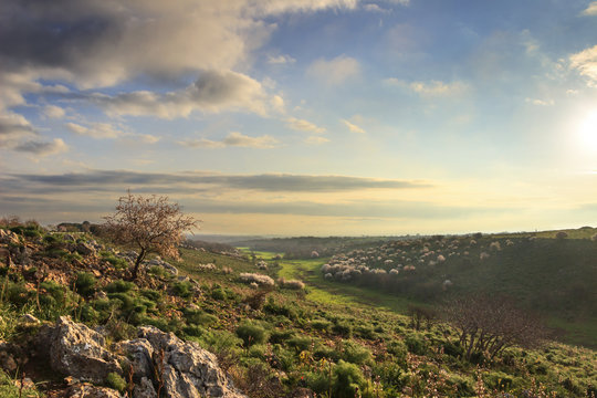SPRINGTIME. Alta Murgia National Park: wild almond tree in bloom at dawn. Apulia-ITALY-It is a limestone plateau with wide fields ,rocky outcrops and grassland .