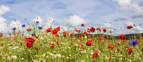 Obraz premium Red poppies against the blue sky.