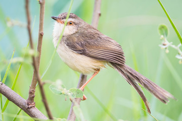 Brown Wren-Warbler