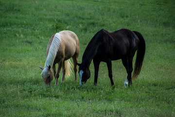 Horses in a green pasture