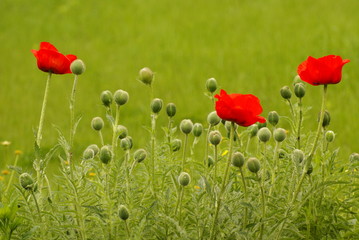 Maki © Piotr Ciździel