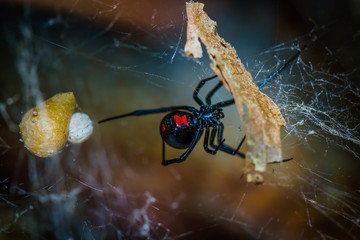Black Widow Spider - Latrodectus mactans