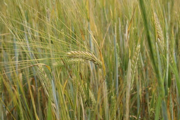 Zboże © Piotr Ciździel