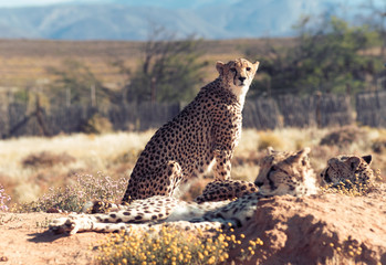 Cheetah