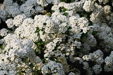 spirea flowering shrub in the garden closeup