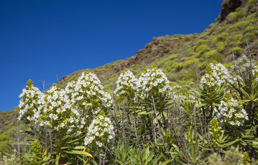 Flora of Gran Canaria