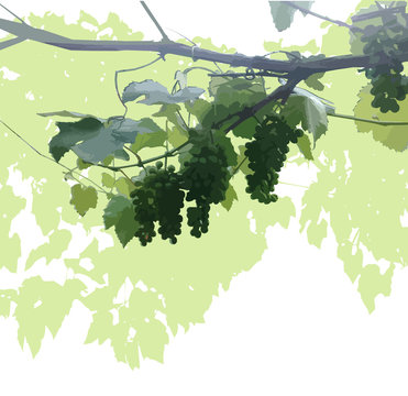 Image background of grapes.