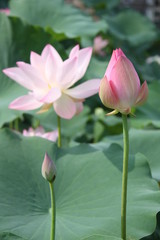 flower pink lotus nature
