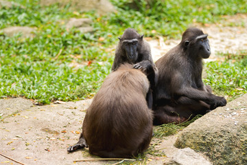 Sulawesi Crested Macaque. Monkeys looking for insects in the fur of each other. Singapore.
