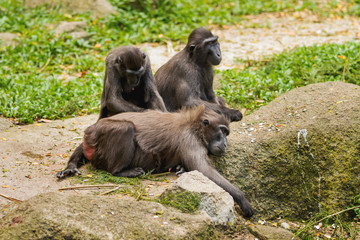 Obraz premium Sulawesi Crested Macaque. Monkeys looking for insects in the fur of each other. Singapore.