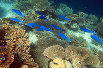 School of fat blue fishes above coral bushes beside Maldive islands