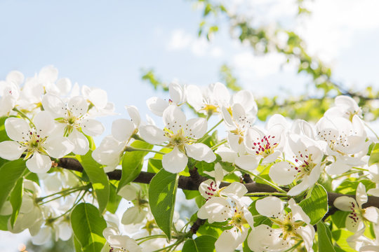 Natural spring background with blooming plum tree. Beautiful flowers in sunny day.