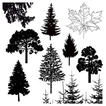 Image silhouette of different trees. Can be used as poster, badge, emblem, banner, icon, sign.