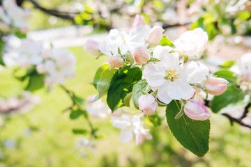 Natural spring background with blooming apple tree. Beautiful flowers in sunny day.