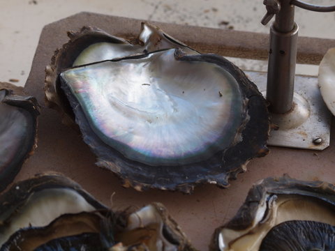 Black Pearl, Polynesia, shell