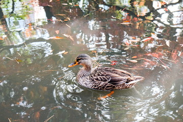 duck swim in pond full of autumn leaves 