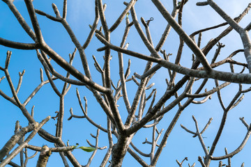 branches of plumeria (shed leaves) on blue sky.