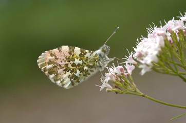 Aurorafalter auf Blume