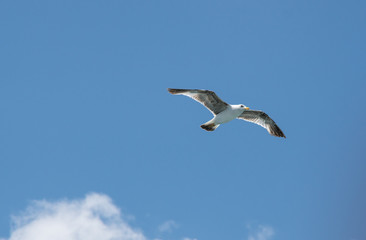 Fototapeta na wymiar View on seagull