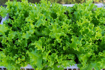 Fresh green vegetables on the farm