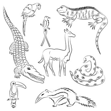 Hand Drawn Animals of South America. Doodle Drawings of Iguana, Crocodile, Parrot Ara, Toucan, Hummingbird,Anaconda, Anteater and llama. Sketch Style. Vector Illustration.