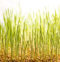 Fototapeta premium young green wheat grass